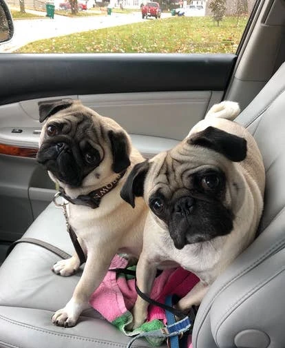 Evander和Tyson宠物