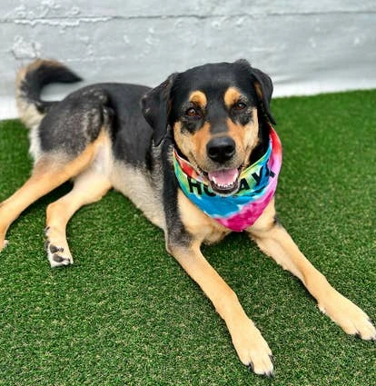 爱格尼丝的宠物