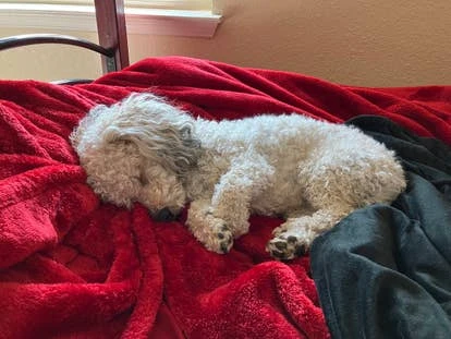 阿尔弗雷德的宠物