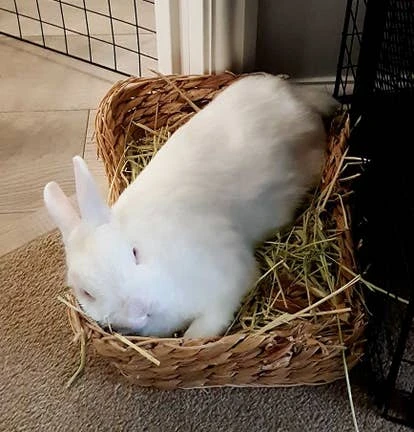 宠物 Apollo 由 BetaJester 联合导演 Adam Boyne 提交