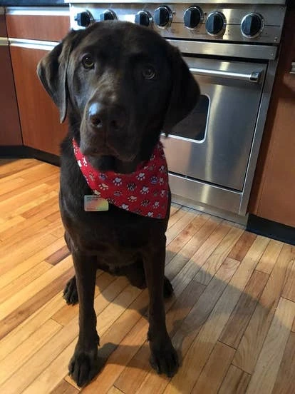 Bailey 游戏角啬设计