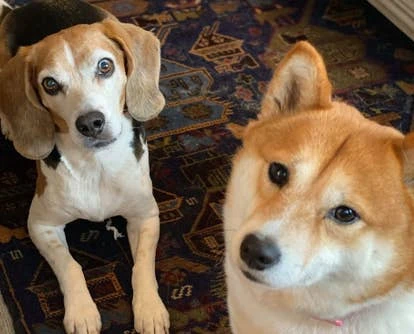 Bear 和 Roxy 图片，左为 Bear，右为 Roxy