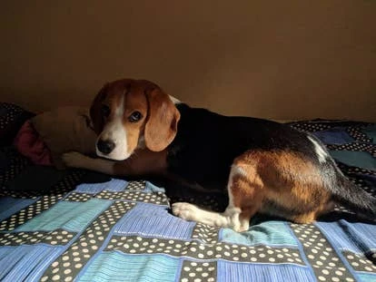 Bilbo 概念艺术图片