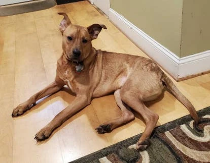 47 PR 提交的宠物Boomer