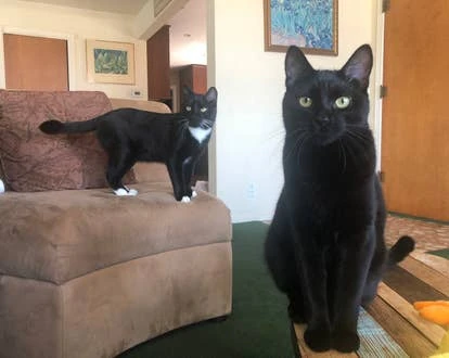 Mattel Digital Games 提交的Bruce与Serena