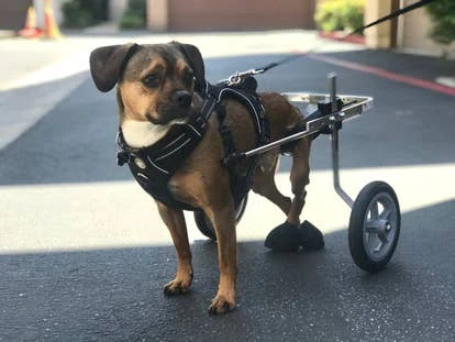 Bulleit 市场主管图片