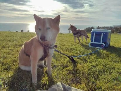 Misha 和 Zuko 角啬图片