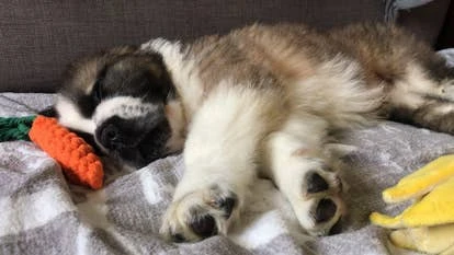 角啬Chewie的艺术设计或场景截图