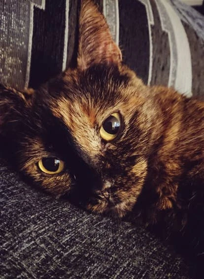 Wonderstruck Games 提交的宠物Cinnamon