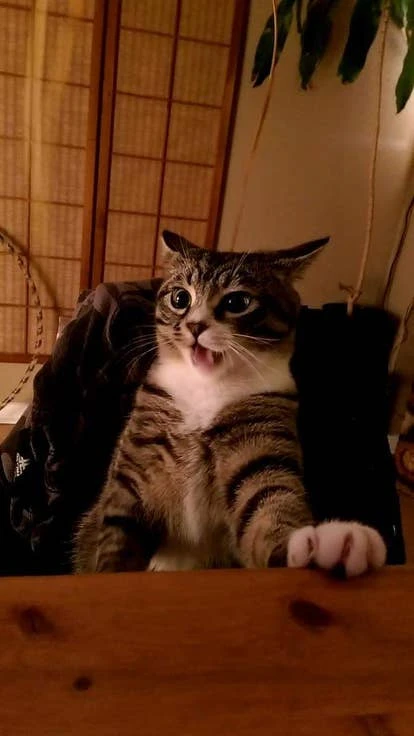 Kixeye加拿大执行制片人Alan Freemantle提交的Comox The Cat