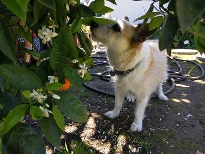 宠物 Angel 由 Yacht Club Games COO Sunni Pavlovic 提交