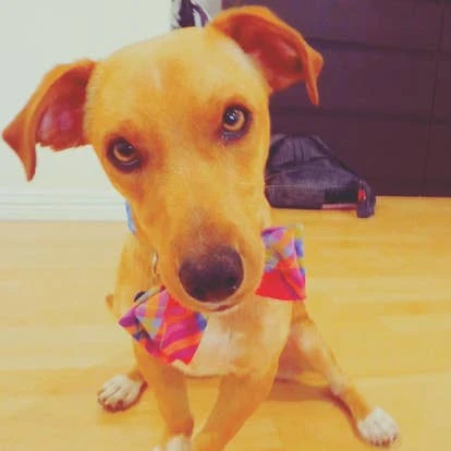 宠物 Yossarian 由 Yacht Club Games 艺术家 Sandy 提交