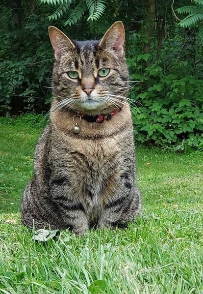 游戏Cricket角色图片