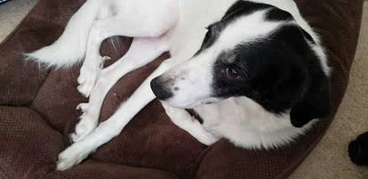 黛西（Daisy）图片