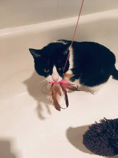 德雷克（Drake）图片