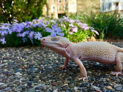 宠物 Durnehviir 由 TriplePoint 执行 Alyx Evans 提交