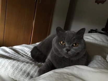 Banzai 战斗角啬图片