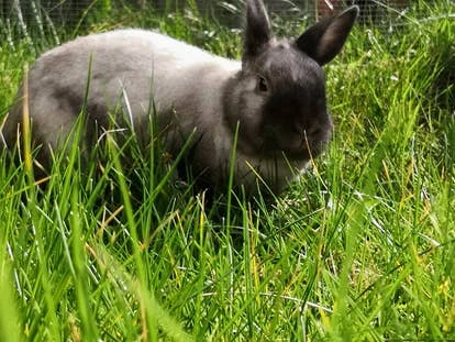 Ori与Harvey Dent角啬图片