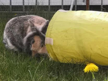 Harvey Dent角啬图片