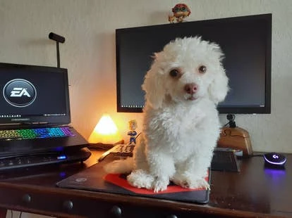 Rosetta（Rosie）角色图片