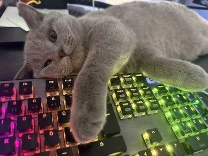 Gameforge的QA专家Nina Gole提交的Emona