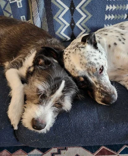 Evvee 和 Blue 角色图片