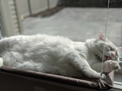 菲兹（Fizz）图片