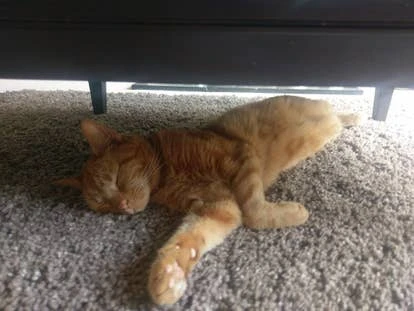 Fizz 客户端程序员