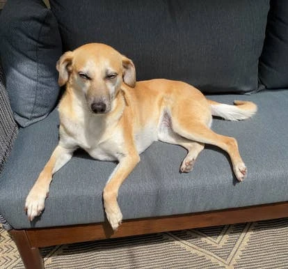 Griffey 由Alex Van Lepp提交