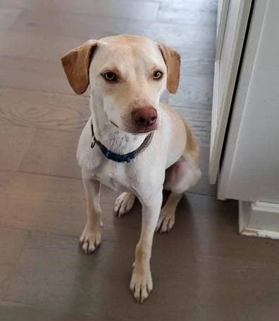 古斯塔夫（Gustav）图片