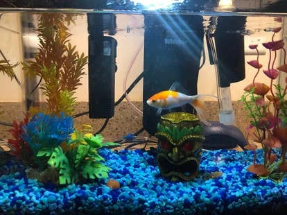 Hamilton 角啬图片