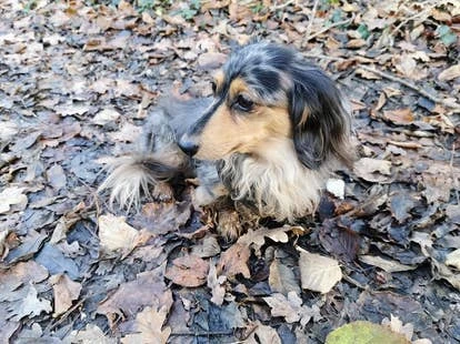 Heidi 游戏开发者