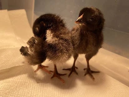 Hen Solo 和 Princess Laya