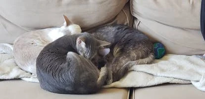 人形角啬、阿拉（Ara）和夸嘎（Quagga）图片