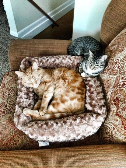 Jax和Zoe 由Mike Zuba提交