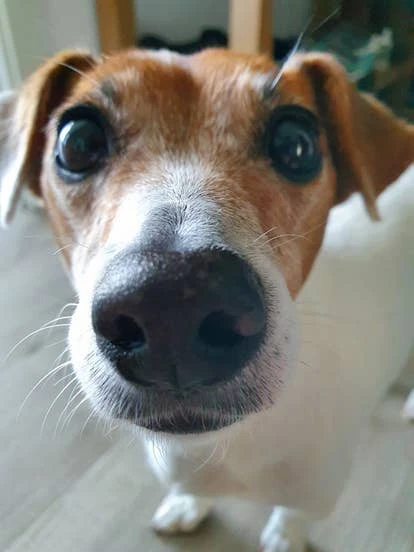 Jessie（Zeus）由Ron de Feijter提交