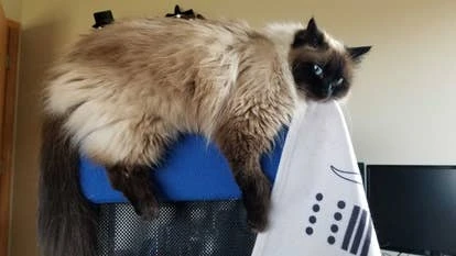 Kiki 环境艺术家图片