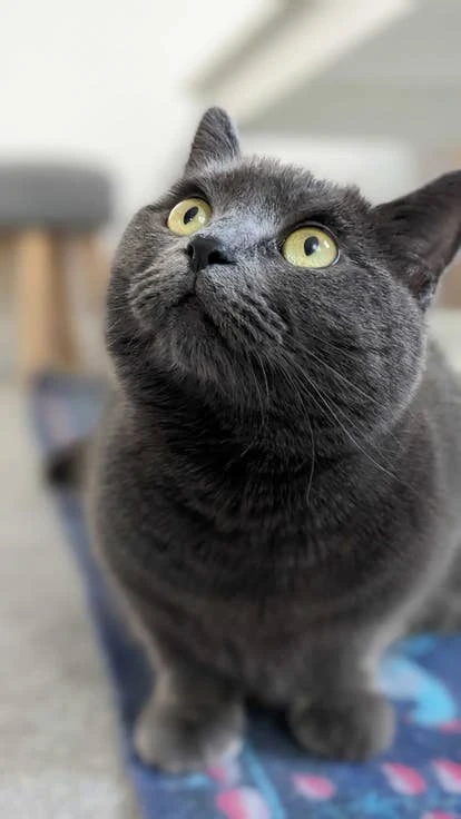 Kiwi 由Luke Bird提交