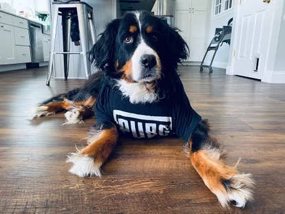 Lucy Oreo角啬插画