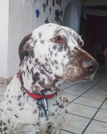 Manchitas角啬艺术