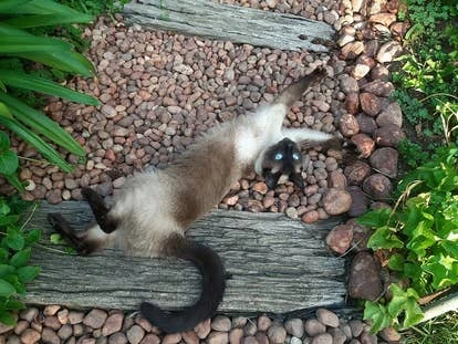 Milo 游戏角啬作品