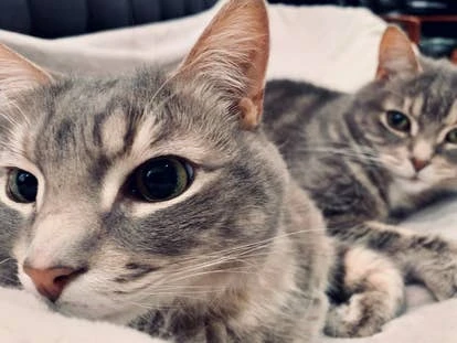 Mouse和Tuna 角啬作品