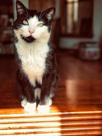 Mr. Business 由Belia Portillo提交