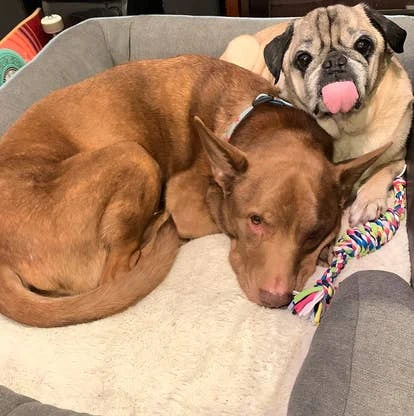 拿破仑与Dexter角啬图