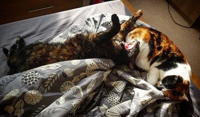 Nessie和Peaches 角啬作品