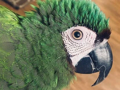 Noctics 角啬作品