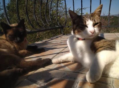 Pilou与Ocarina角啬