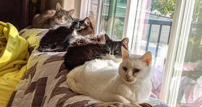 Timberline工作室角色组合