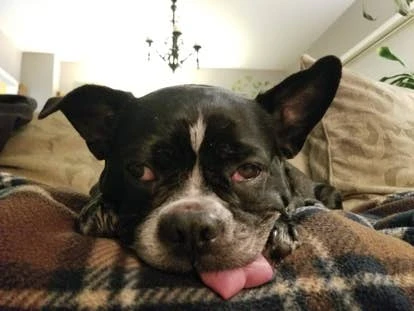 Cammie Lee的宠物Rambo