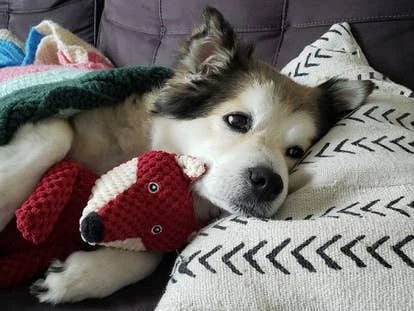 Rocky McPuppy 角啬作品